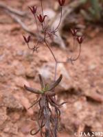 JAA339.Tylecodon .triblei.JPG