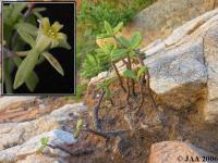 JAA474.Tylecodon.viridiflorus.JPG
