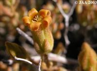 JAA489.Tylecodon.hallii.fleurs.JPG