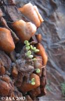 JAA507-Tylecodon-bodleyae.jpg