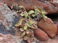 JAA533.Tylecodon .hirtifolius.JPG