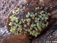 JAA596.Tylecodon.decipiens.JPG