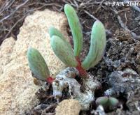 JAA765 Tylecodon.fragilis.JPG