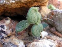 JAA771-Tylecodon.noltei.JPG
