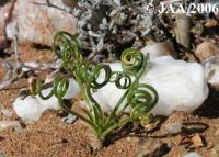 JAA800.Ornithogalum.glandulosum.JPG
