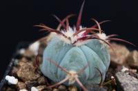 Echinocactus  horizonthalonius JABO 28.jpg