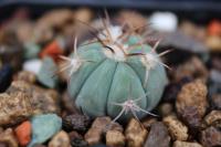 Echinocactus  horizonthalonius JABO 37.jpg.jpg