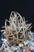 Pediocactus peeblesianus ssp. menzelii JB 2.jpg