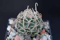 Pediocactus peeblesianus v. maia JB 6.jpg