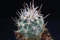 Sclerocactus spinosior JB 11.jpg