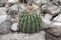 Acanthocalycium spiniflorum RFPA 206.02.jpg