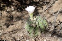 Acanthocalycium spiniflorum RFPA 313.02.jpg