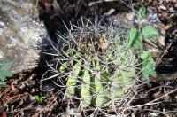 Acanthocalycium spiniflorum RFPA 316.01.jpg