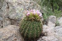 Acanthocalycium spiniflorum RFPA 319.02.jpg