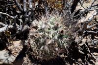 Acanthocalycium thionanthum RFPA 92.01.JPG
