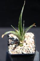 Bromeliaceae sp. RFPA 21.02.jpg