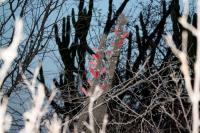 Cleistocactus baumannii RFPA 02.01.JPG