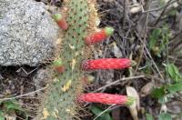 Cleistocactus smaragdiflorus RFPA 219.02.jpg