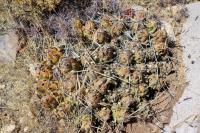 Cumulopuntia boliviana RFPA 33.02.JPG