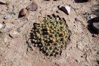 Cumulopuntia boliviana inermis RFPA 32.02b.JPG