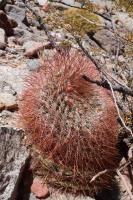 Denmoza rhodacantha RFPA 248.02.jpg