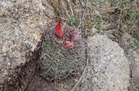 Denmoza rhodacantha RFPA 258.02.jpg