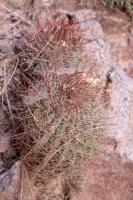 Denmoza rhodacantha RFPA 271.01.jpg