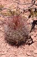 Denmoza rhodacantha RFPA 274.02.jpg