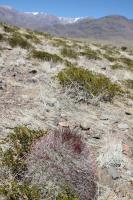 Denmoza rhodacantha RFPA 282.01.jpg