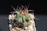 Denmoza rhodacantha RFPA 7601.jpg