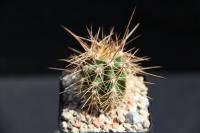 Echinopsis atacamensis ssp. passacana RFPA 48.01.jpg