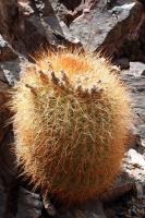 Echinopsis formosa RFPA 248.01.jpg