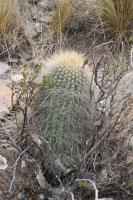 Echinopsis formosa RFPA 258.01.jpg