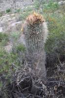 Echinopsis formosa RFPA 261.01.jpg