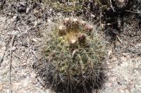 Echinopsis formosa RFPA 308.01.jpg