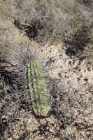 Echinopsis leucantha RFPA 212.01.jpg