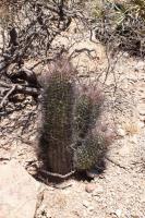 Echinopsis leucantha RFPA 228.03.jpg