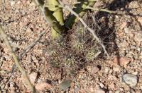 Echinopsis leucantha RFPA 235.02.jpg