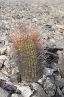 Echinopsis leucantha RFPA 243.01.jpg
