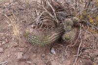 Echinopsis leucantha RFPA 253.01.jpg