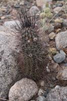 Echinopsis leucantha RFPA 268.01.jpg