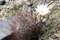 Echinopsis leucantha RFPA 290.02.jpg