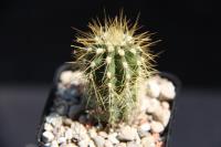 Echinopsis schickendantzii RFPA 20.01.jpg