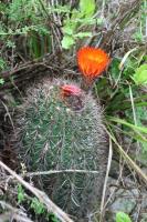 Echinopsis sp RFPA 266.01.jpg