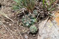 Gymnocalycium andreae RFPA 320.01.jpg