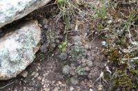 Gymnocalycium andreae RFPA 322.02.jpg