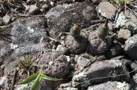 Gymnocalycium baldianum RFPA 216.01.jpg