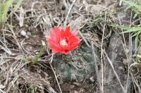 Gymnocalycium baldianum RFPA 220.02.jpg