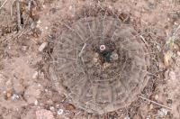Gymnocalycium bodenbenderianum ssp kozelskyanum RFPA 298.01.jpg