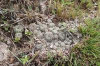 Gymnocalycium bruchii RFPA 202.01.jpg